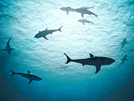 Learn valuable recruitment and retention insights from Shark Tank. Treat employees like a customer to retain top talent.