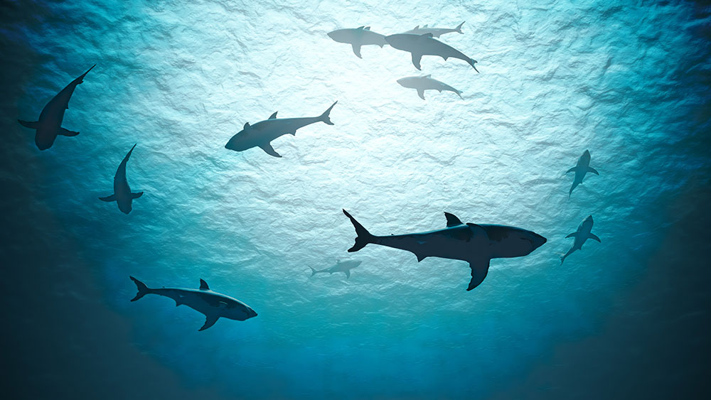 Learn valuable recruitment and retention insights from Shark Tank. Treat employees like a customer to retain top talent.